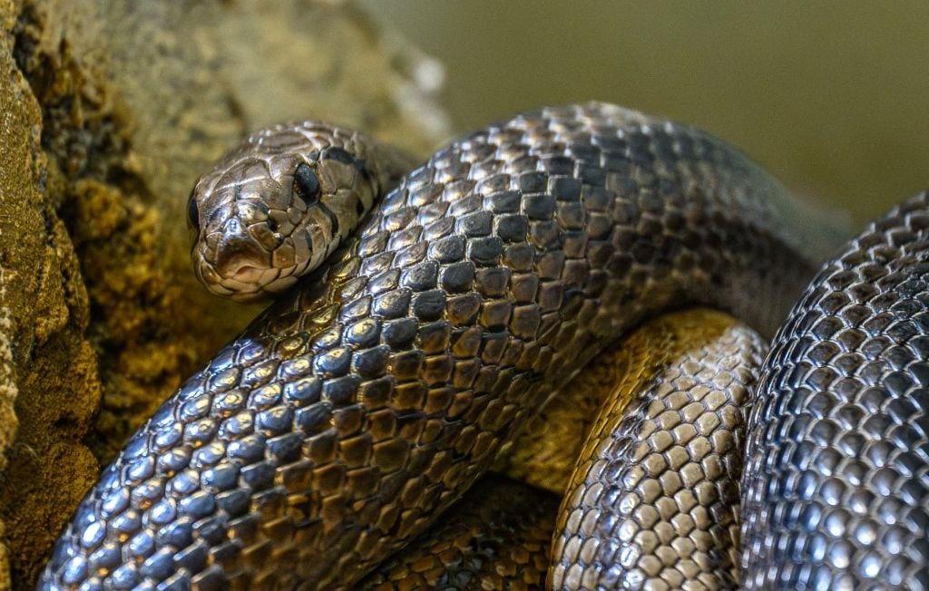 En el bachillerato de filosofía, una serpiente de más de un metro se invita a entrar en la sala de examen En el bachillerato de filosofía, una serpiente de más de un metro se invita a entrar en la sala de examen